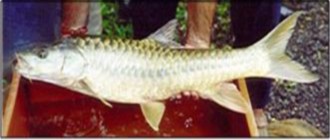 Tor putitora (Golden mahseer)