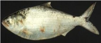 Tenualosa ilisha (hilsa)